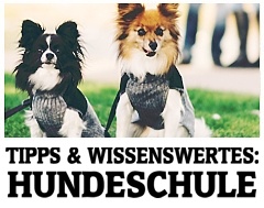 wissenswertes Hundeschule