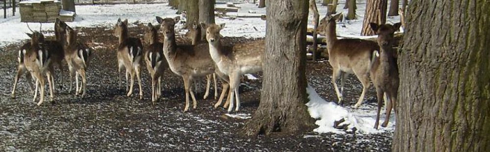 Antijagdtraining für Hunde