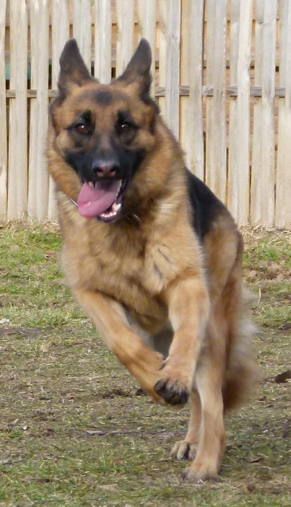 Antijagdtraining Grundlagen und Gezieltes Training für Hunde