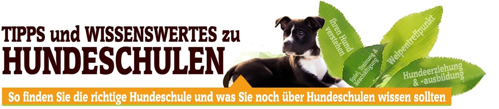  Die richtige Hundeschule für Ihren Hund finden 