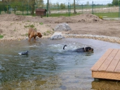 schwimmen,rennen und toben_10