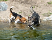 schwimmen,rennen und toben_11