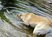 schwimmen,rennen und toben_14