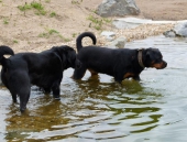 schwimmen,rennen und toben_22