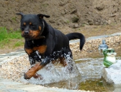 schwimmen,rennen und toben_2