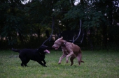 Action_3