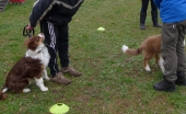 Hundetraining_1