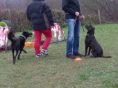 Hundetraining_22