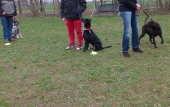 Hundetraining_25