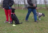 Hundetraining_27