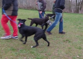 Hundetraining_28