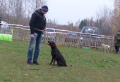 Hundetraining_30