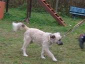 Hundetraining_31