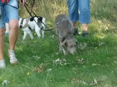 Umweltspaziergang an den Maasdorfer Teichen_17