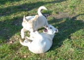 welpen_2