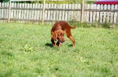 Welpen_5