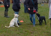 welpen_6