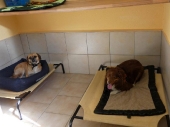 Hundezimmer_3