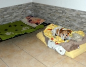 Hundezimmer_3