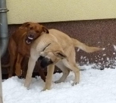 hunde_29