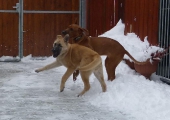 hunde_4