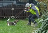 Hundepension_1
