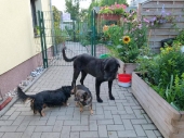 Sommer 2014