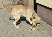 Pension_29