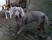 Dezember 2015
