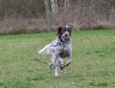 hunde_7