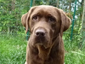 Juni 