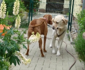 Pension_2