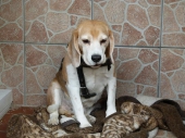 Pension_1