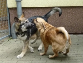 Pension_2