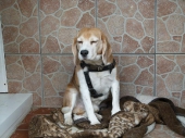Pension_2