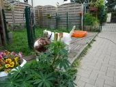 Pension_69