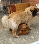 Pension_2