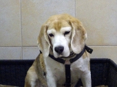 Pension_1