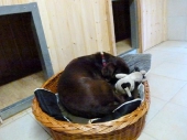 Pension_39