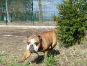 Pension_20