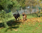 Pension_2