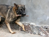 Pension_74