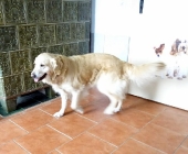 Pension_19