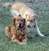 Pension_2