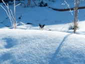 Pension_31