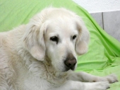 Pension_1