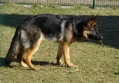 Pension_79