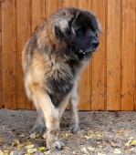 Pension_79