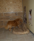Pension_11