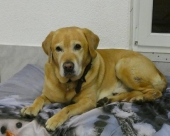 Pension_11